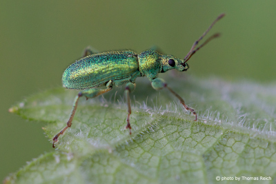 Greenish beetle on a leaf