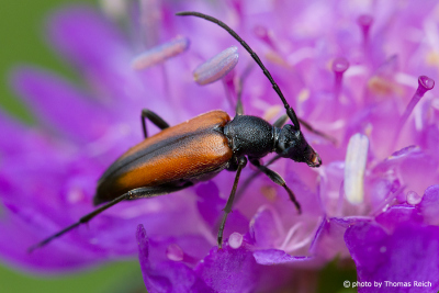 Longhorn beetle feeding