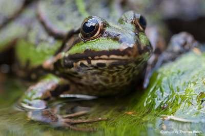 Edible Frog mating call