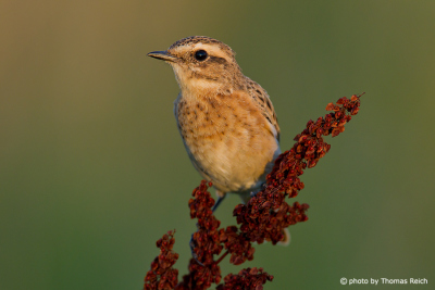 Whinchat head