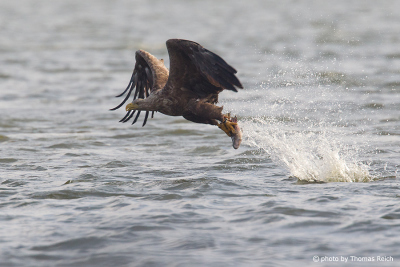 Seeadler packt Fisch an Wasseroberfläche