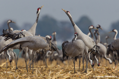 Large group of Common Cranes on corn field