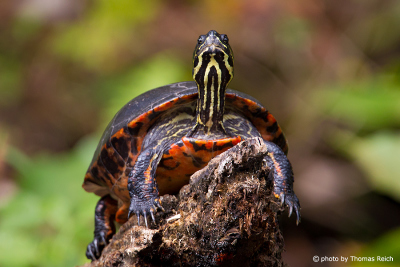 Florida-Rotbauch-Schmuckschildkröte Aussehen