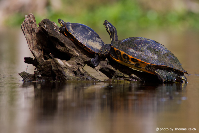 Two Florida Red-bellied Cooters at the river