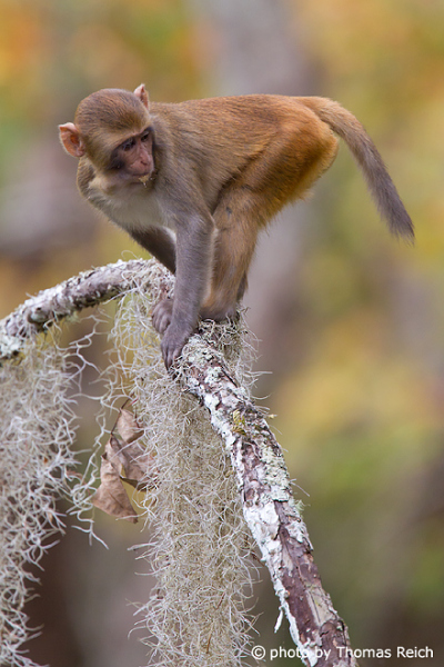 Climbing Rhesus Macaque