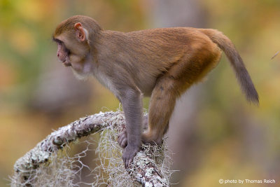 Rhesus Macaque in Florida, USA
