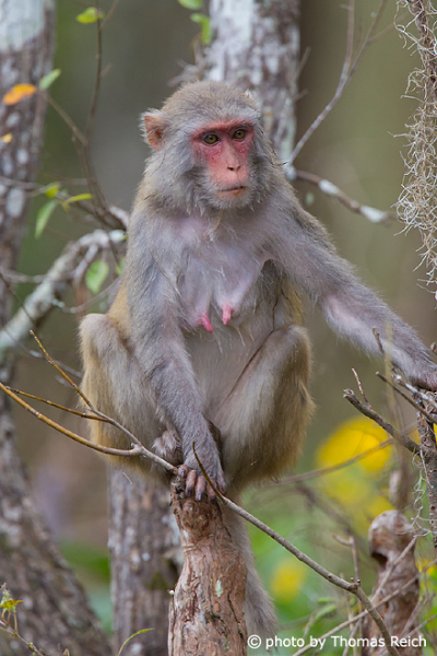 Female Rhesus Macaque