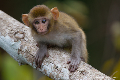 Rhesus Macaque climbing on tree