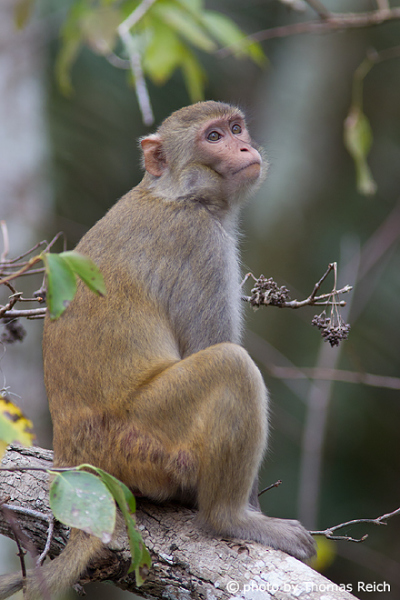 Rhesus Macaque in the forest