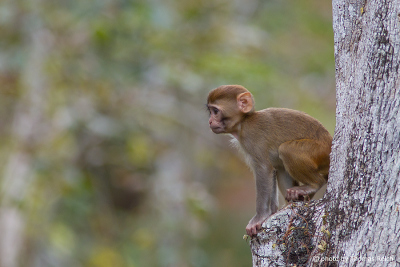 Young Rhesus Macaque