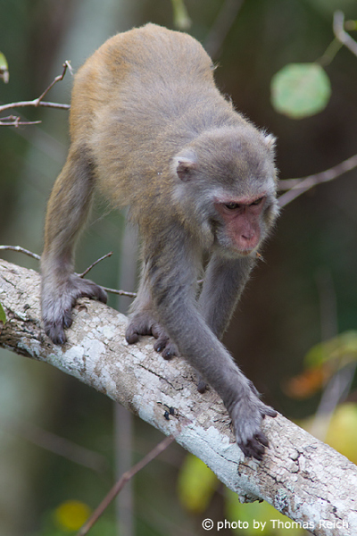 Adult Rhesus Macaque