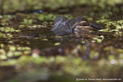 Mississippi Alligator im Sumpf