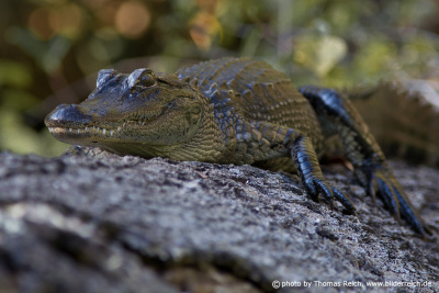 Mississippi Alligator sonnt sich auf Baumstamm