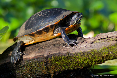 Florida Red-bellied Cooter sun bathing