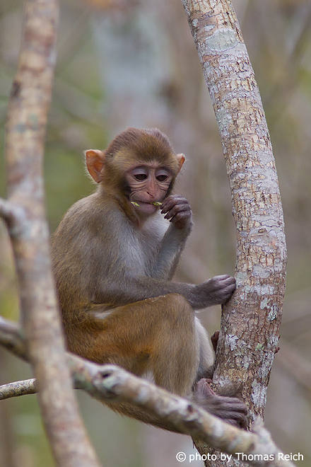 Small brown Rhesus macaque