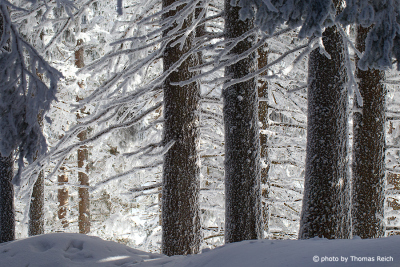 Snowy Winter forest