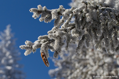 Snowy pine cone