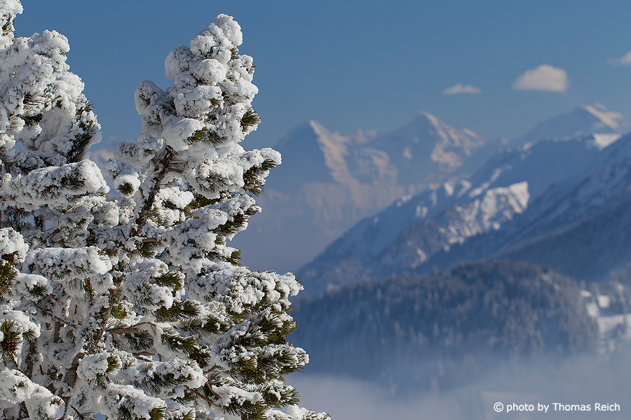 Winter Bernese Oberland Switzerland