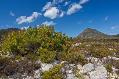 Fynbos, Table Mountain Nationalpark South Africa