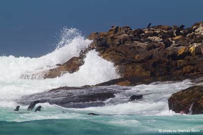Wellenbrandung, Seal Island, Südafrika