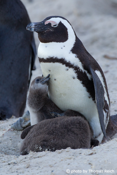 Colony of African penguins breeding on Boulders Beach in Cape Town
