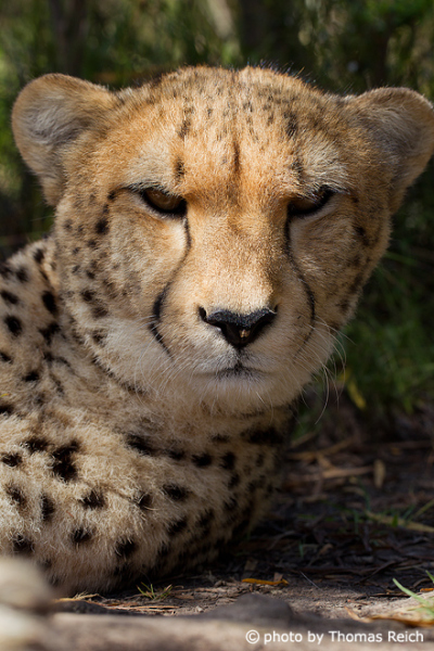 Cheetah savannah