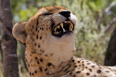 Gepard Südafrika