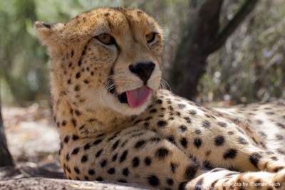 Gepard mit heraushängender Zunge