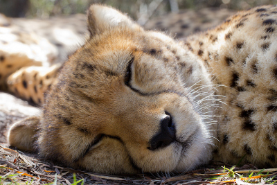 Cheetah cat resting