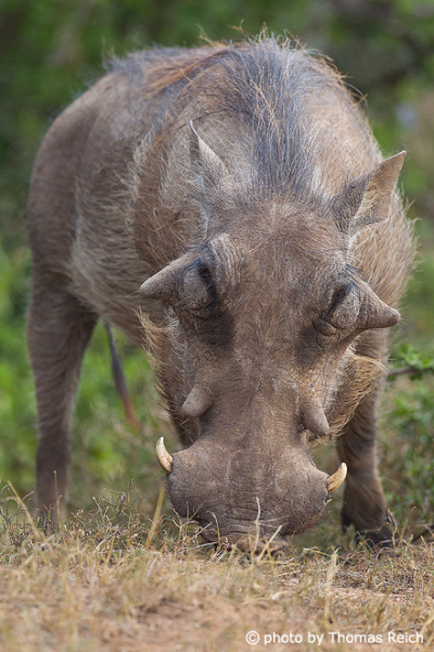 Warzenschwein im Etosha Nationalpark Namibia
