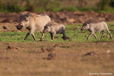 Common Warthog feamle and baby