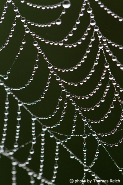 Spinnennetz Kunstwerk
