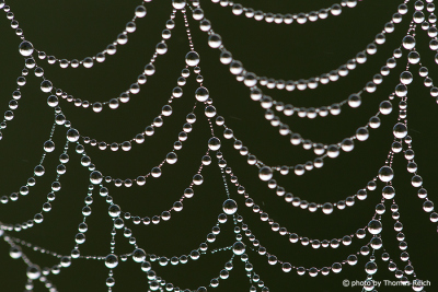 Spider Web net with water pearls
