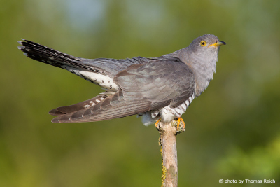Common Cuckoo habitat