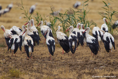 White Storks resting
