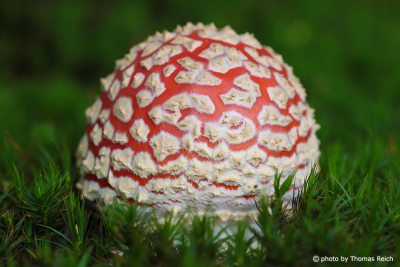 Fly Agaric in moss