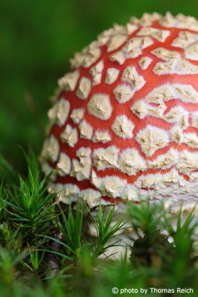 Fly Agaric is a poisonous mushroom species