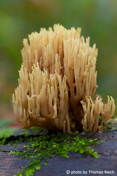 Coral fungi, Ramaria