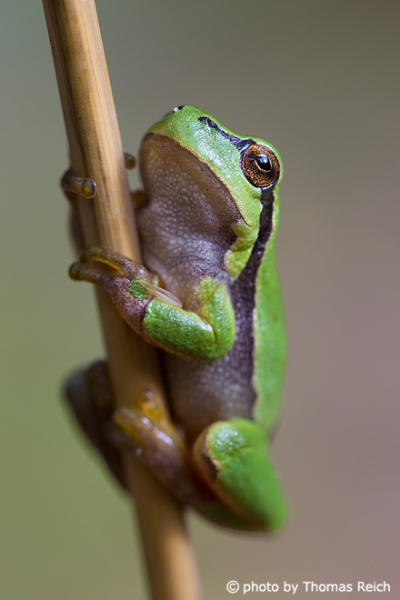 European Tree Frog climbing