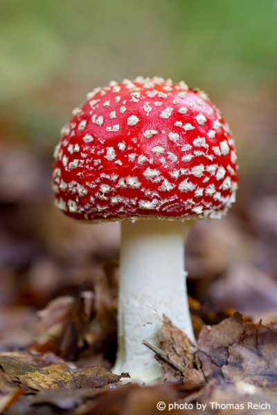 Fly Agaric red cap and white warts