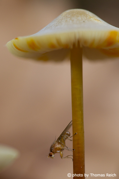 Mushroom with insect