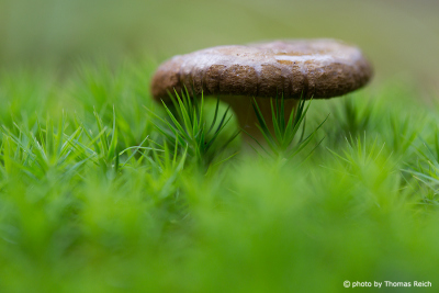 Mushrooms living organisms