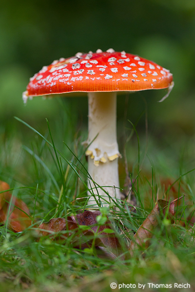 Fly Agaric colours