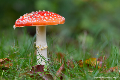 Fly Agaric on meadow