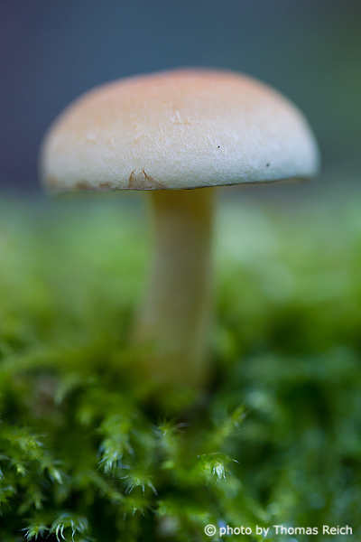 Fungi and mosses