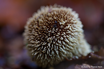 Spiny puffball, Lycoperdon echinatum