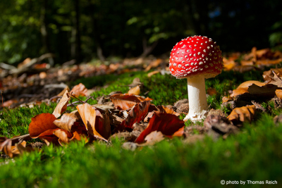Young Fly Agaric