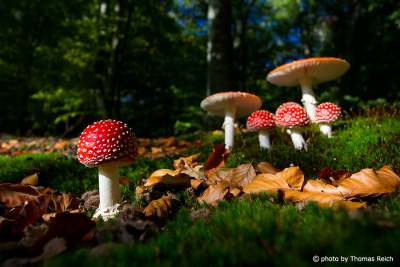 Fly Agarics on forest ground