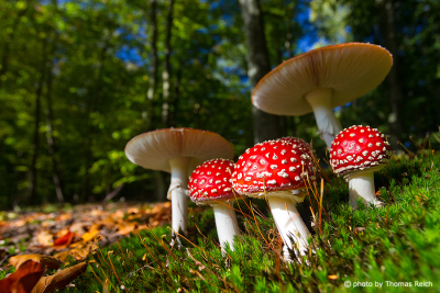 Fly Agarics in the forest