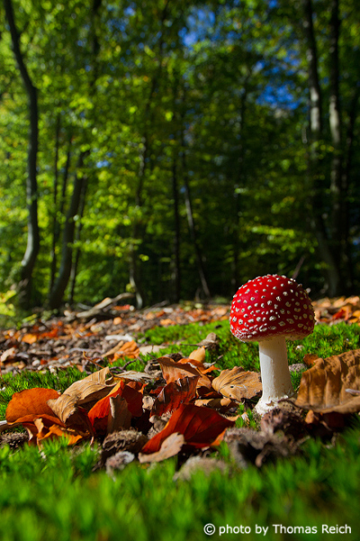 Fly Agaric poisonous